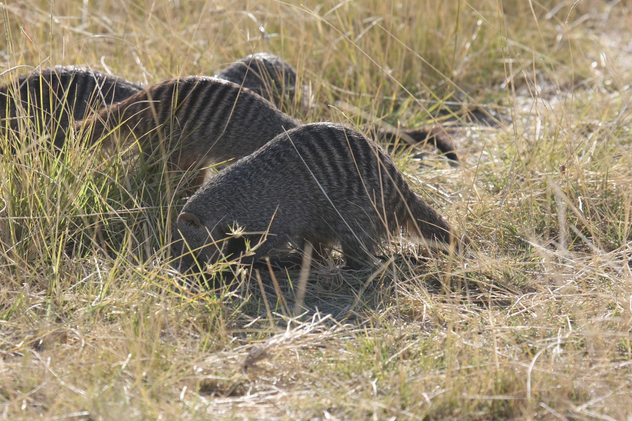 [18302] 2016_06_28_02_47_53_Africa_Canon_EOS_40D_IMG__00184.jpg