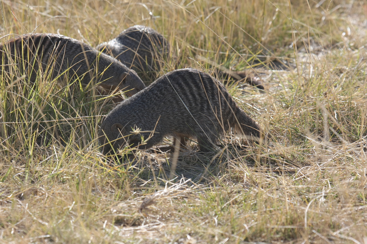 [18306] 2016_06_28_02_47_53_Africa_Canon_EOS_40D_IMG__10016.jpg