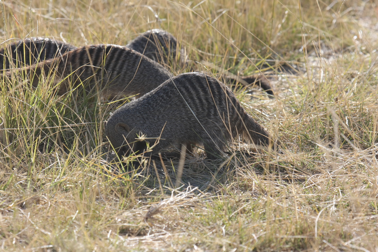 [18307] 2016_06_28_02_47_53_Africa_Canon_EOS_40D_IMG__10017.jpg