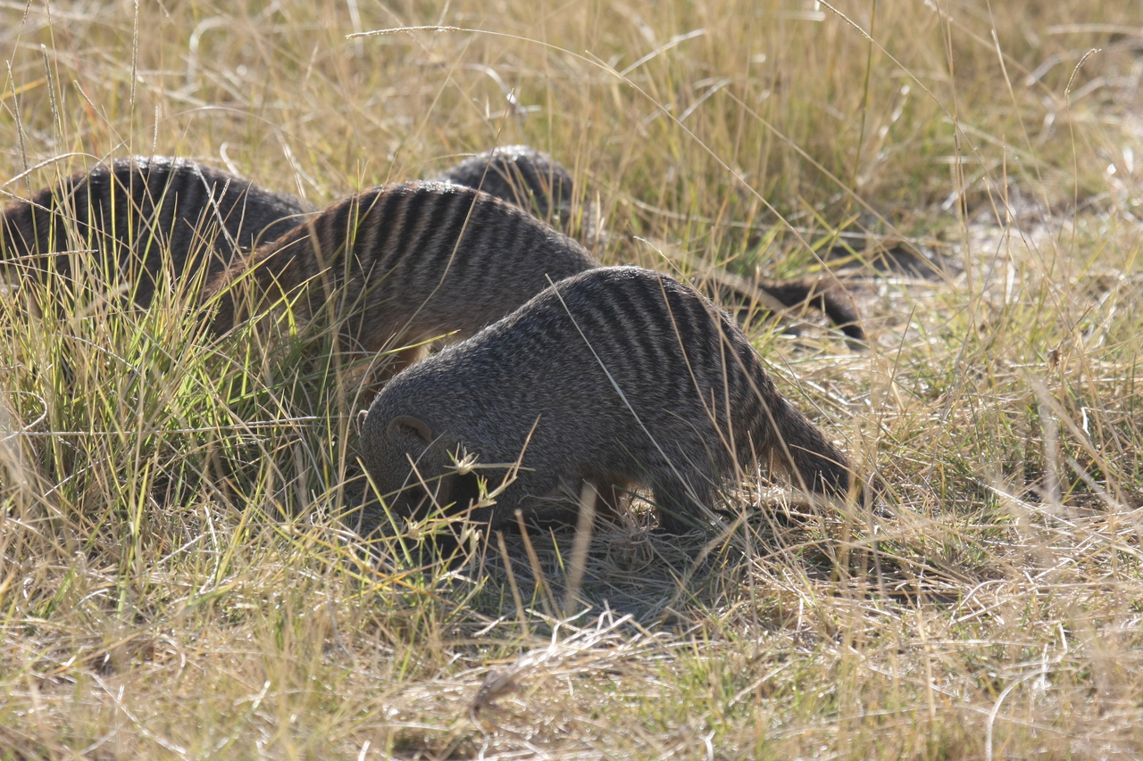 [18311] 2016_06_28_02_47_55_Africa_Canon_EOS_40D_IMG__02572.jpg