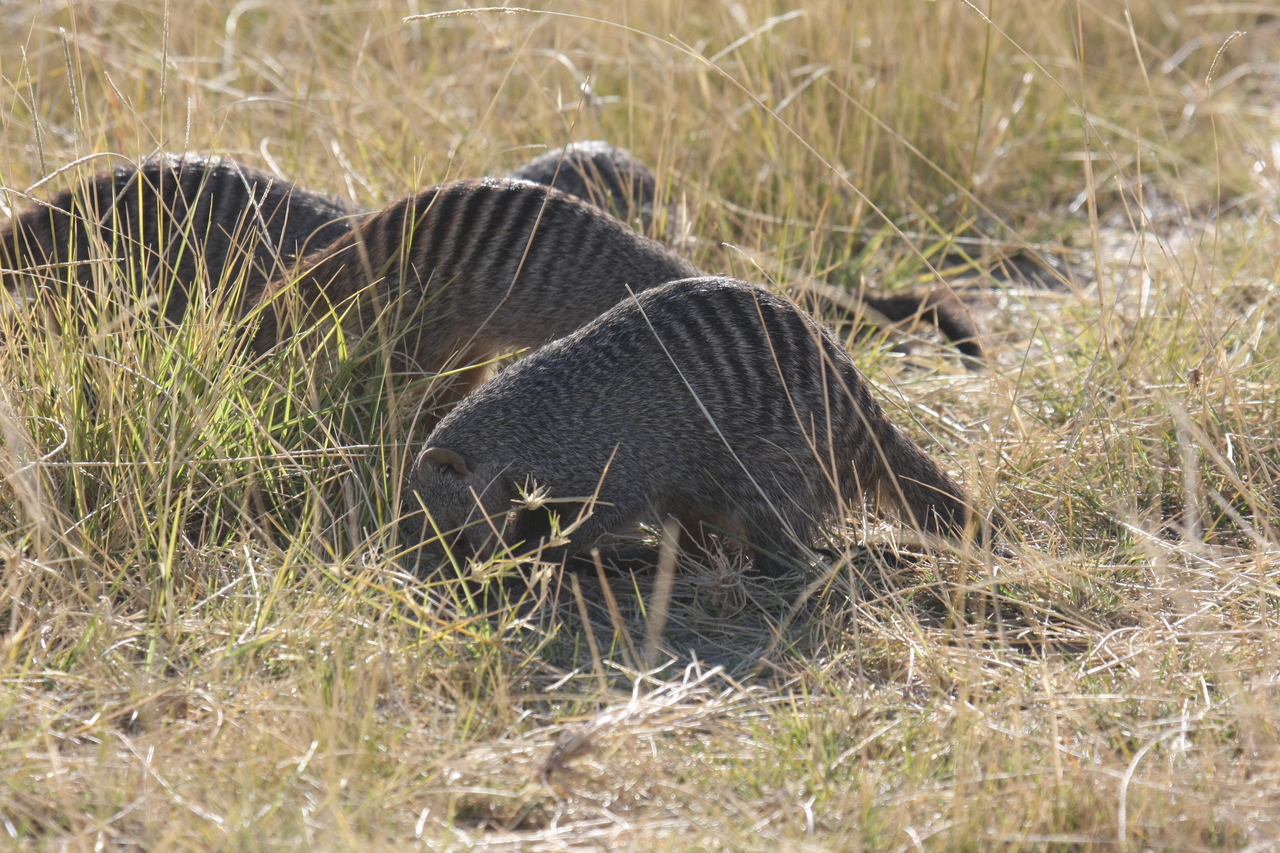 [18314] 2016_06_28_02_47_55_Africa_Canon_EOS_40D_IMG__10020.jpg