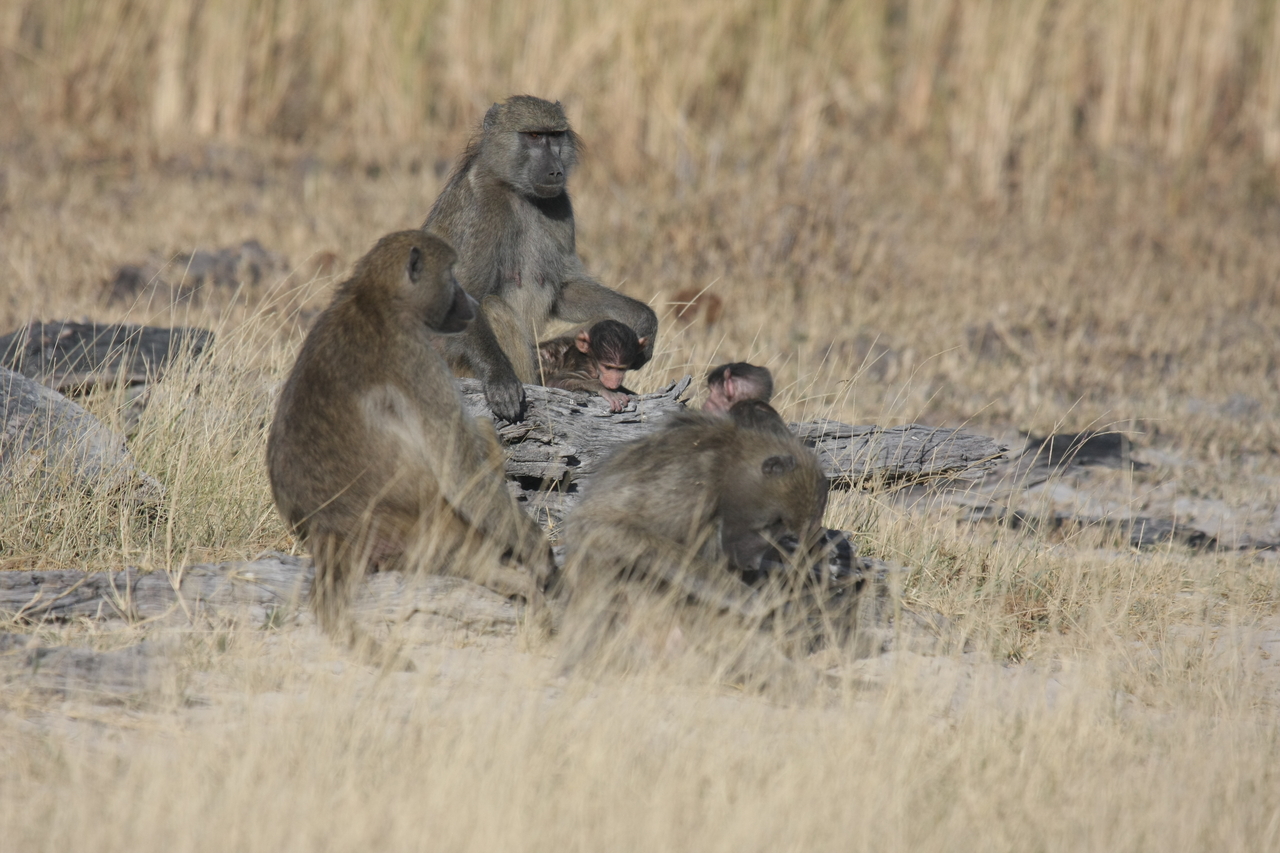 [18323] 2016_06_28_02_48_10_Africa_Canon_EOS_40D_IMG__10023.jpg