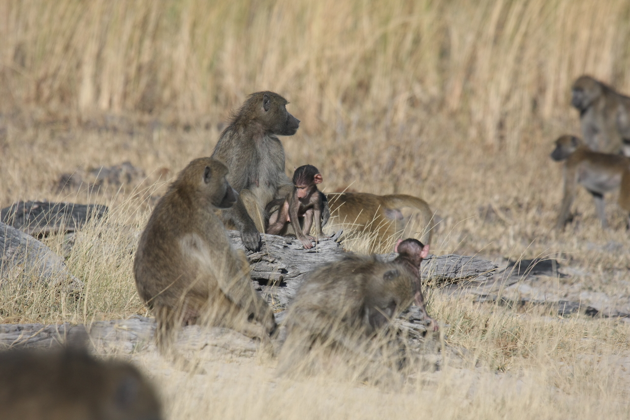 [18326] 2016_06_28_02_48_14_Africa_Canon_EOS_40D_IMG__00193.jpg