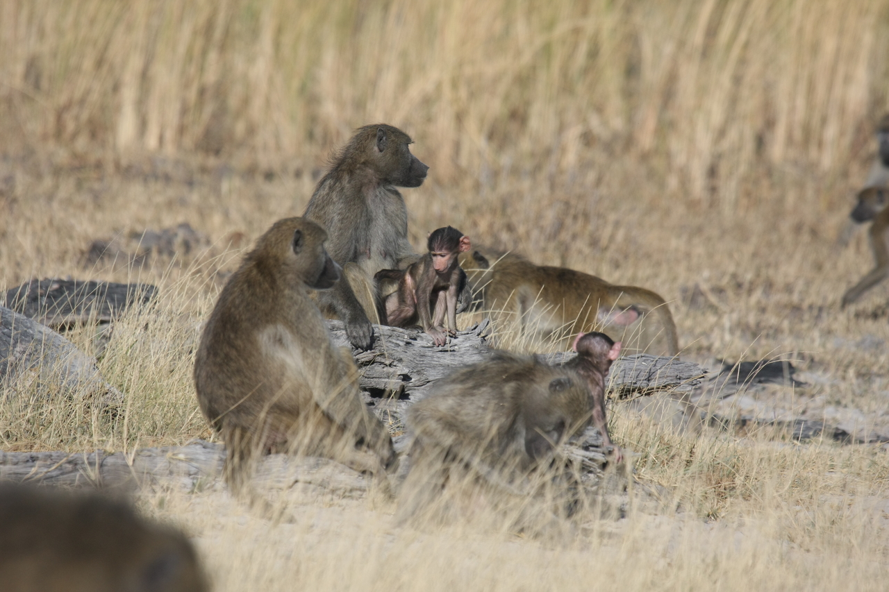 [18328] 2016_06_28_02_48_14_Africa_Canon_EOS_40D_IMG__02579.jpg