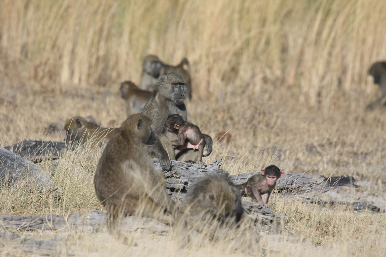 [18337] 2016_06_28_02_48_18_Africa_Canon_EOS_40D_IMG__02582.jpg