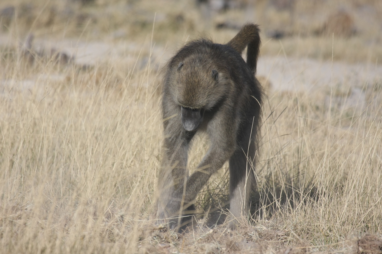 [18352] 2016_06_28_02_48_28_Africa_Canon_EOS_40D_IMG__02587.jpg