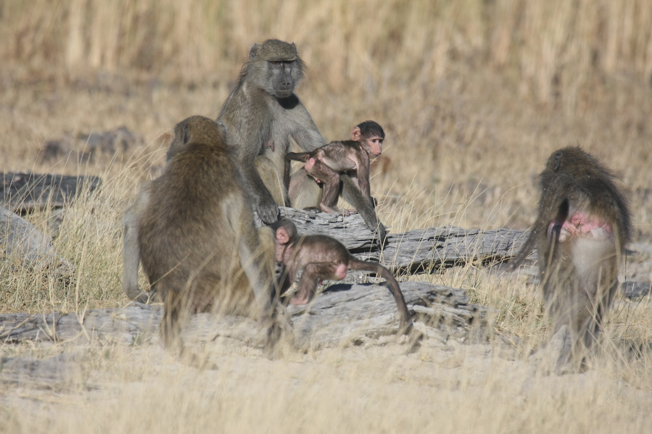 [18366] 2016_06_28_02_48_35_Africa_Canon_EOS_40D_IMG__10038.jpg