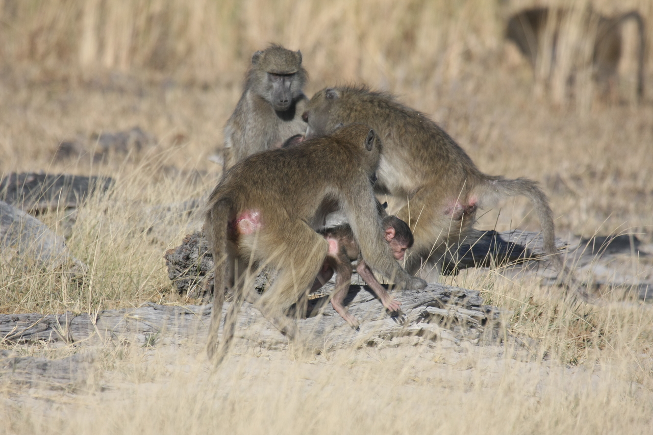 [18373] 2016_06_28_02_48_37_Africa_Canon_EOS_40D_IMG__00209.jpg