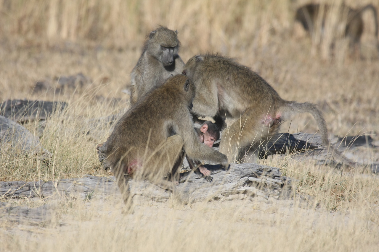 [18374] 2016_06_28_02_48_37_Africa_Canon_EOS_40D_IMG__02595.jpg