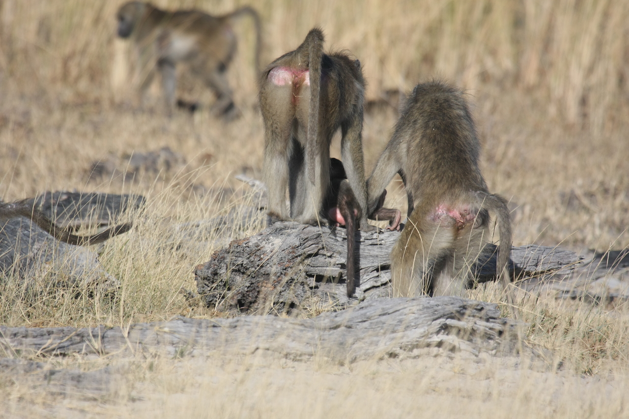 [18382] 2016_06_28_02_48_45_Africa_Canon_EOS_40D_IMG__02598.jpg