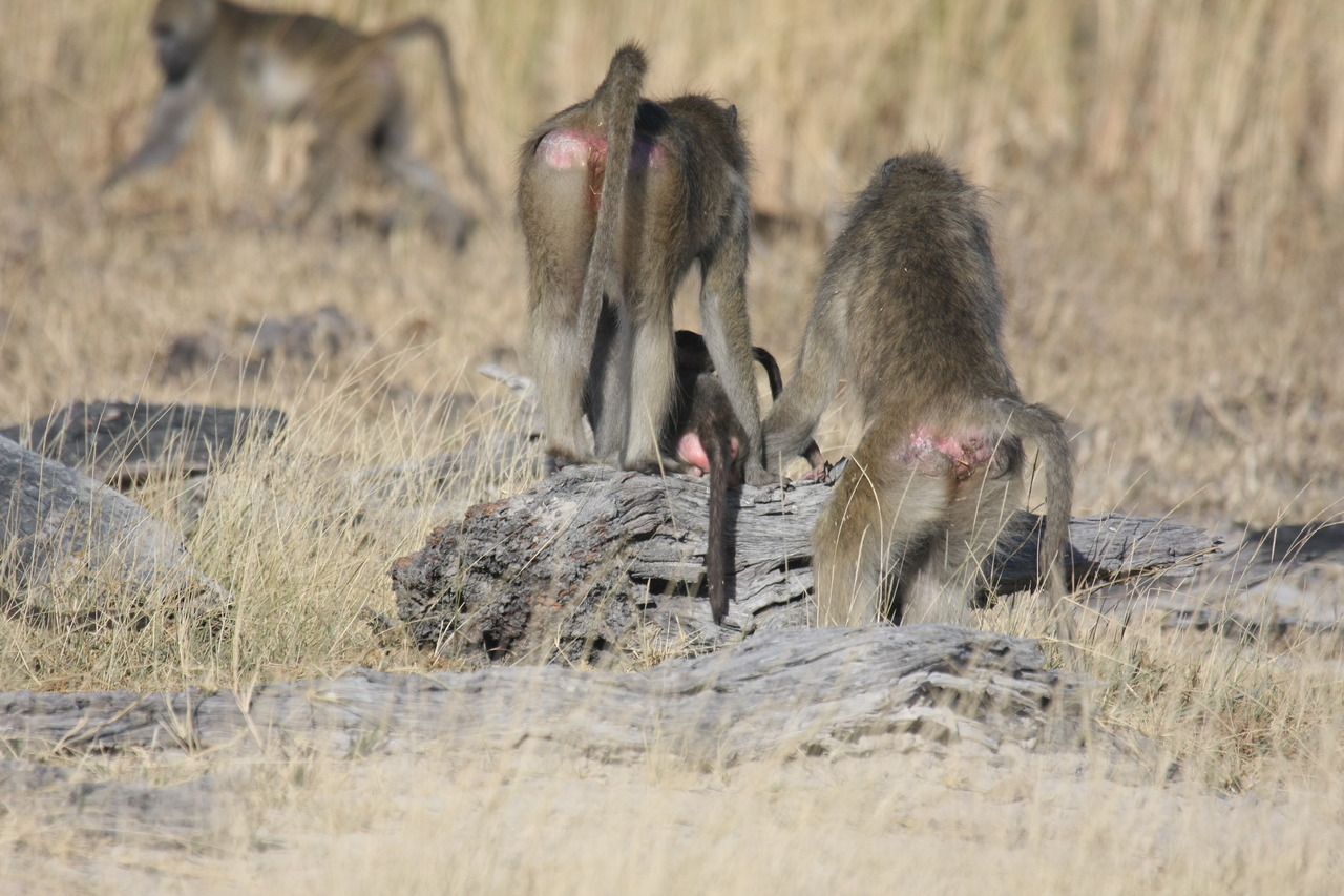 [18386] 2016_06_28_02_48_45_Africa_Canon_EOS_40D_IMG__10046.jpg