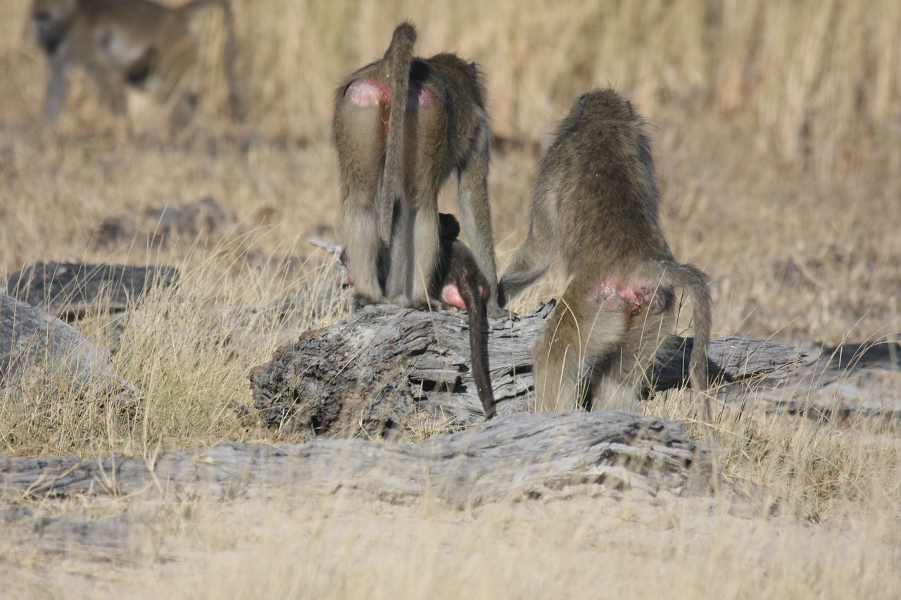 [18389] 2016_06_28_02_48_46_Africa_Canon_EOS_40D_IMG__10048.jpg