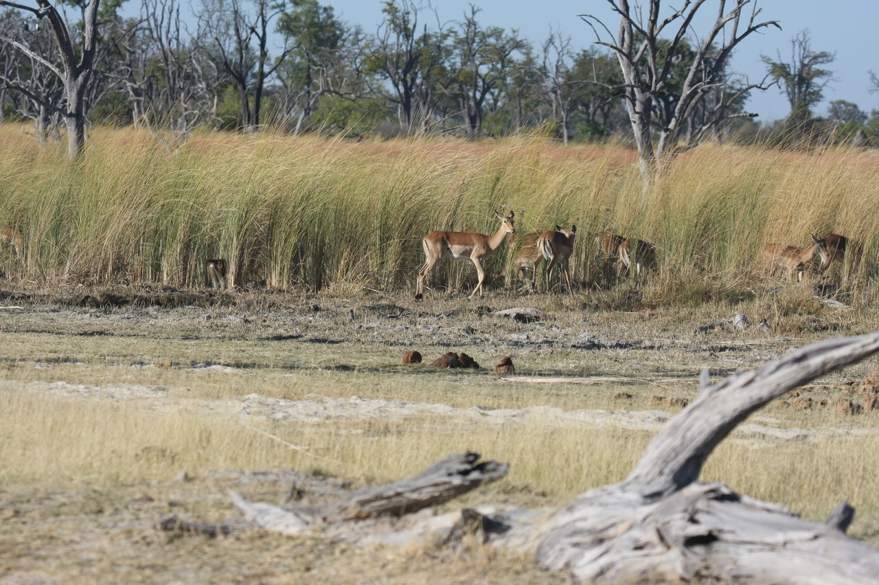 [18391] 2016_06_28_02_49_12_Africa_Canon_EOS_40D_IMG__00216.jpg