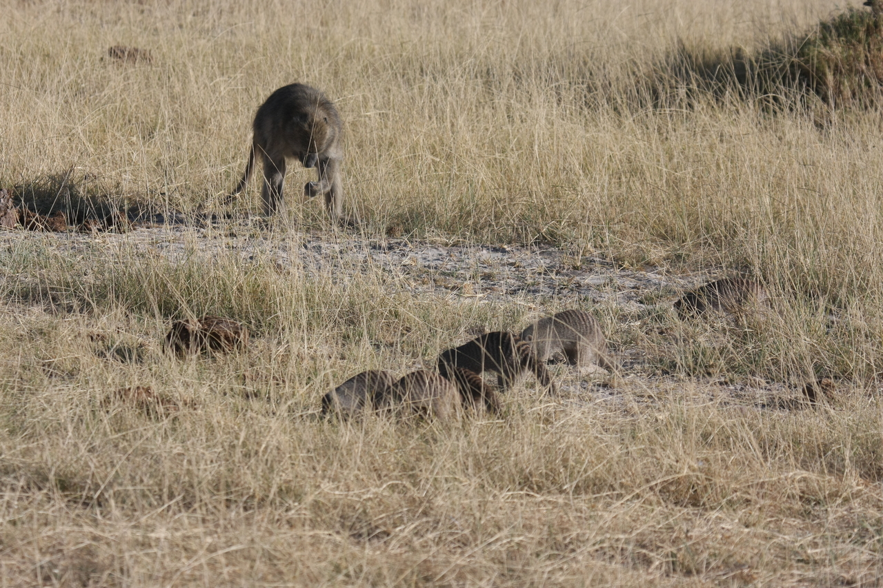 [18411] 2016_06_28_02_50_34_Africa_Canon_EOS_40D_IMG__10054.jpg