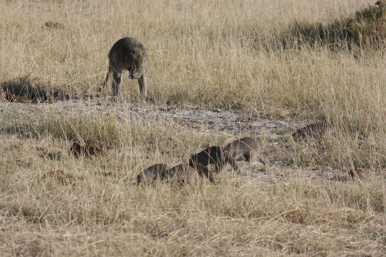 [18412] 2016_06_28_02_50_34_Africa_Canon_EOS_40D_IMG__10055.jpg