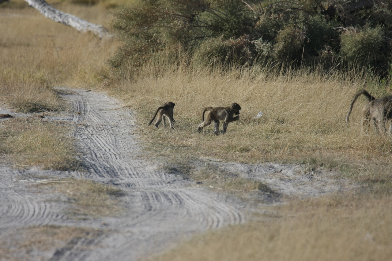 [18418] 2016_06_28_02_51_17_Africa_Canon_EOS_40D_IMG__10057.jpg