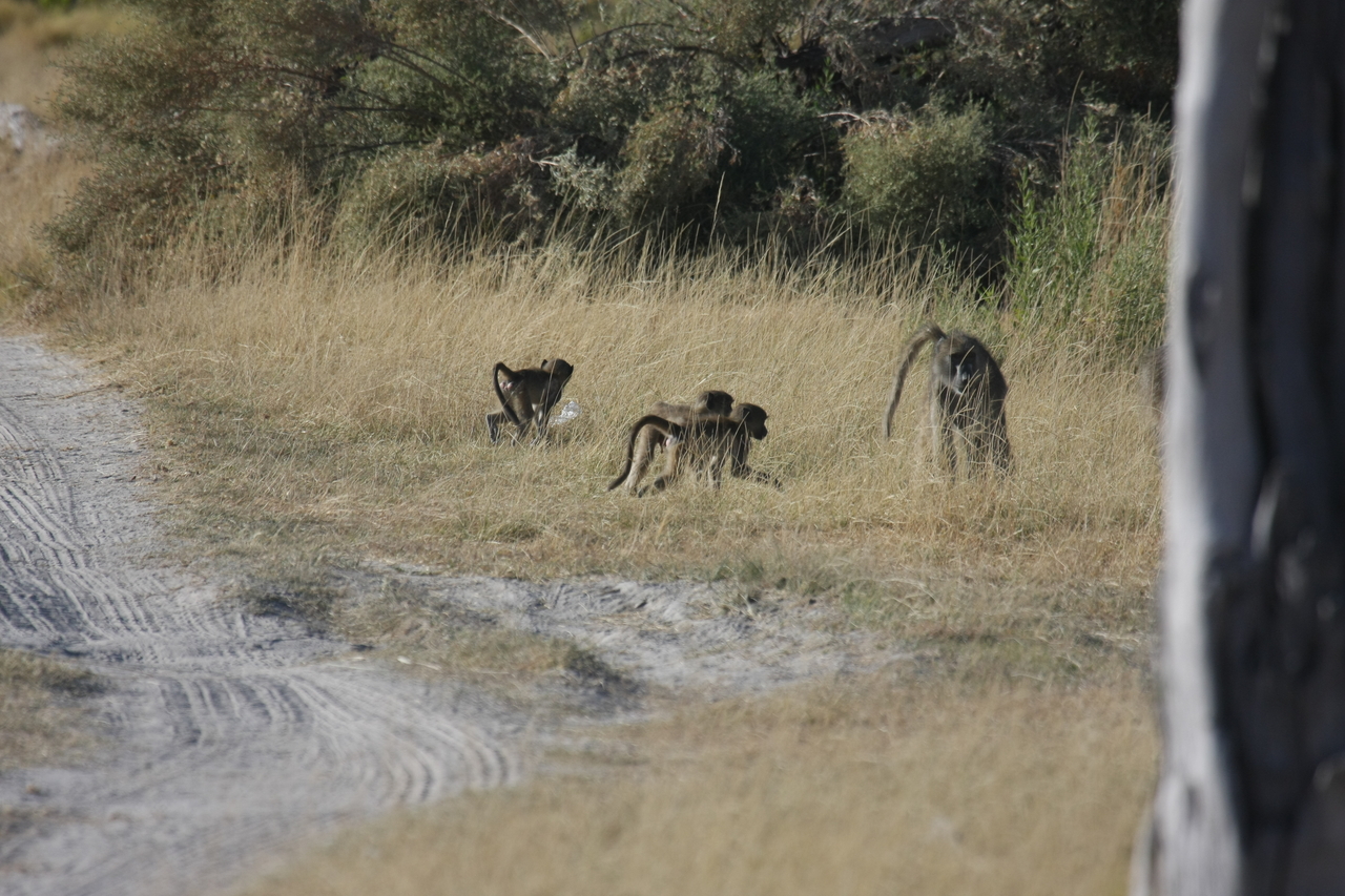 [18425] 2016_06_28_02_51_22_Africa_Canon_EOS_40D_IMG__10062.jpg