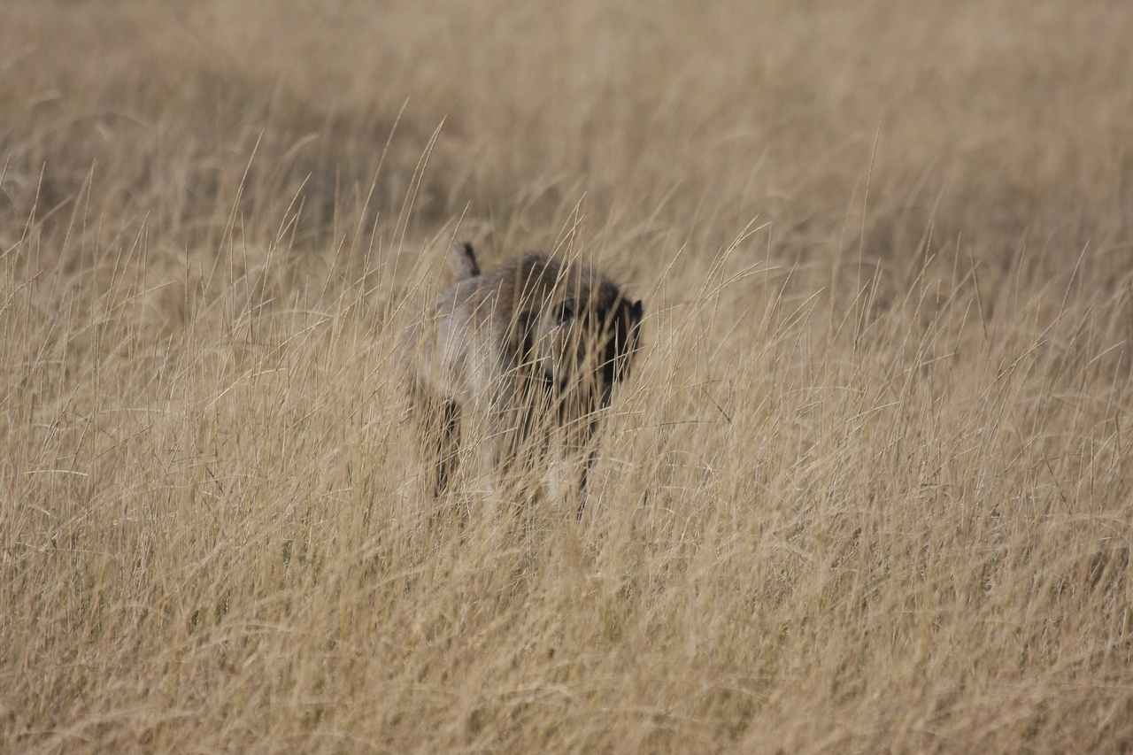 [18431] 2016_06_28_02_51_35_Africa_Canon_EOS_40D_IMG__10064.jpg