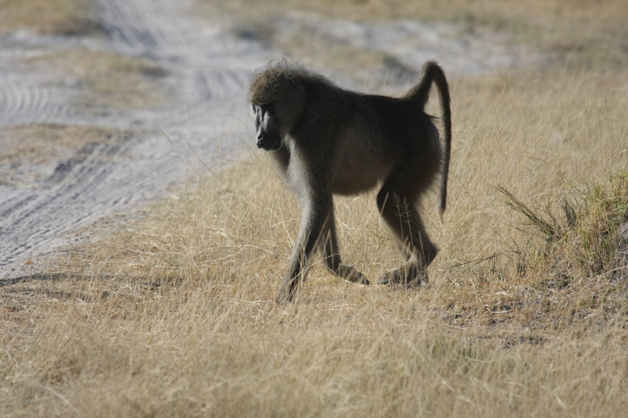 [18432] 2016_06_28_02_51_43_Africa_Canon_EOS_40D_IMG__00231.jpg