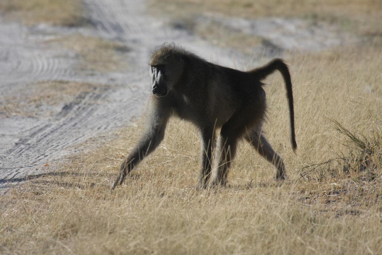 [18436] 2016_06_28_02_51_43_Africa_Canon_EOS_40D_IMG__02619.jpg