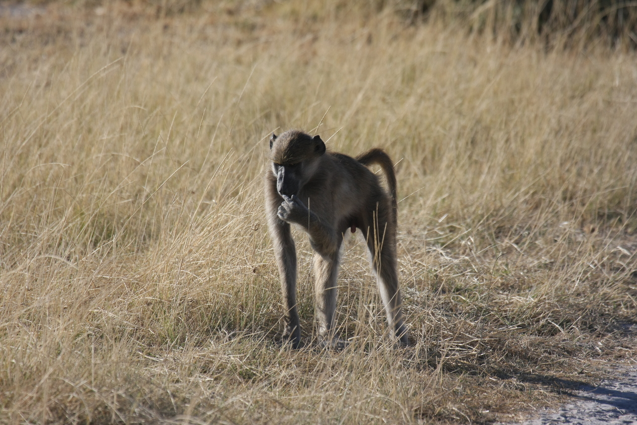 [18446] 2016_06_28_02_52_04_Africa_Canon_EOS_40D_IMG__00238.jpg
