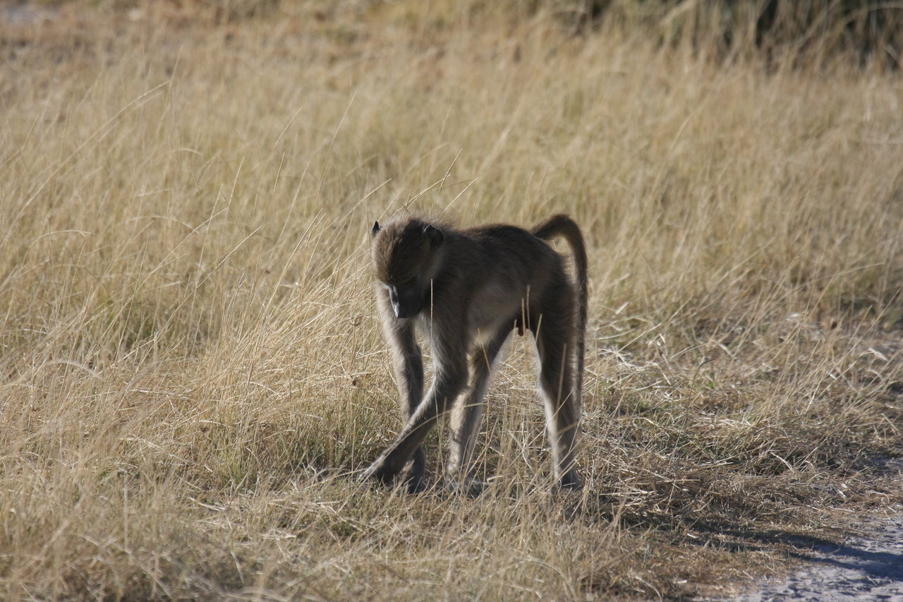 [18450] 2016_06_28_02_52_04_Africa_Canon_EOS_40D_IMG__10069.jpg