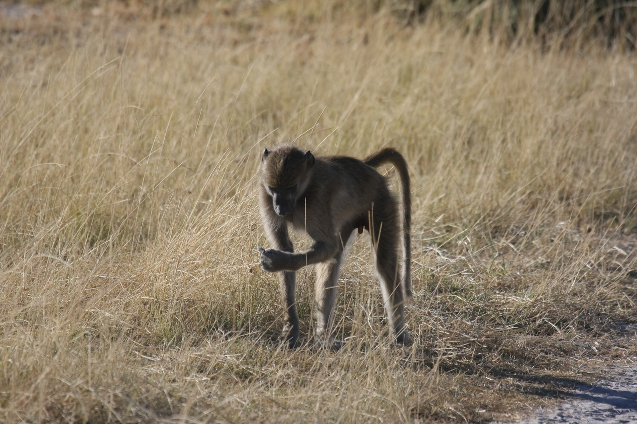 [18451] 2016_06_28_02_52_04_Africa_Canon_EOS_40D_IMG__10071.jpg