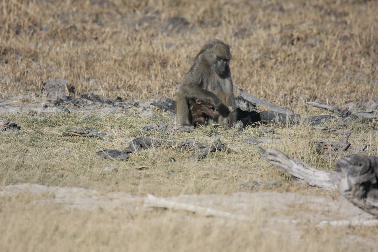 [18459] 2016_06_28_02_52_32_Africa_Canon_EOS_40D_IMG__02628.jpg