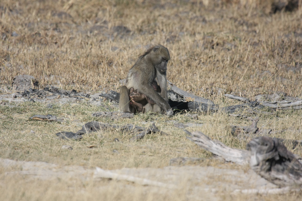 [18468] 2016_06_28_02_52_34_Africa_Canon_EOS_40D_IMG__10076.jpg