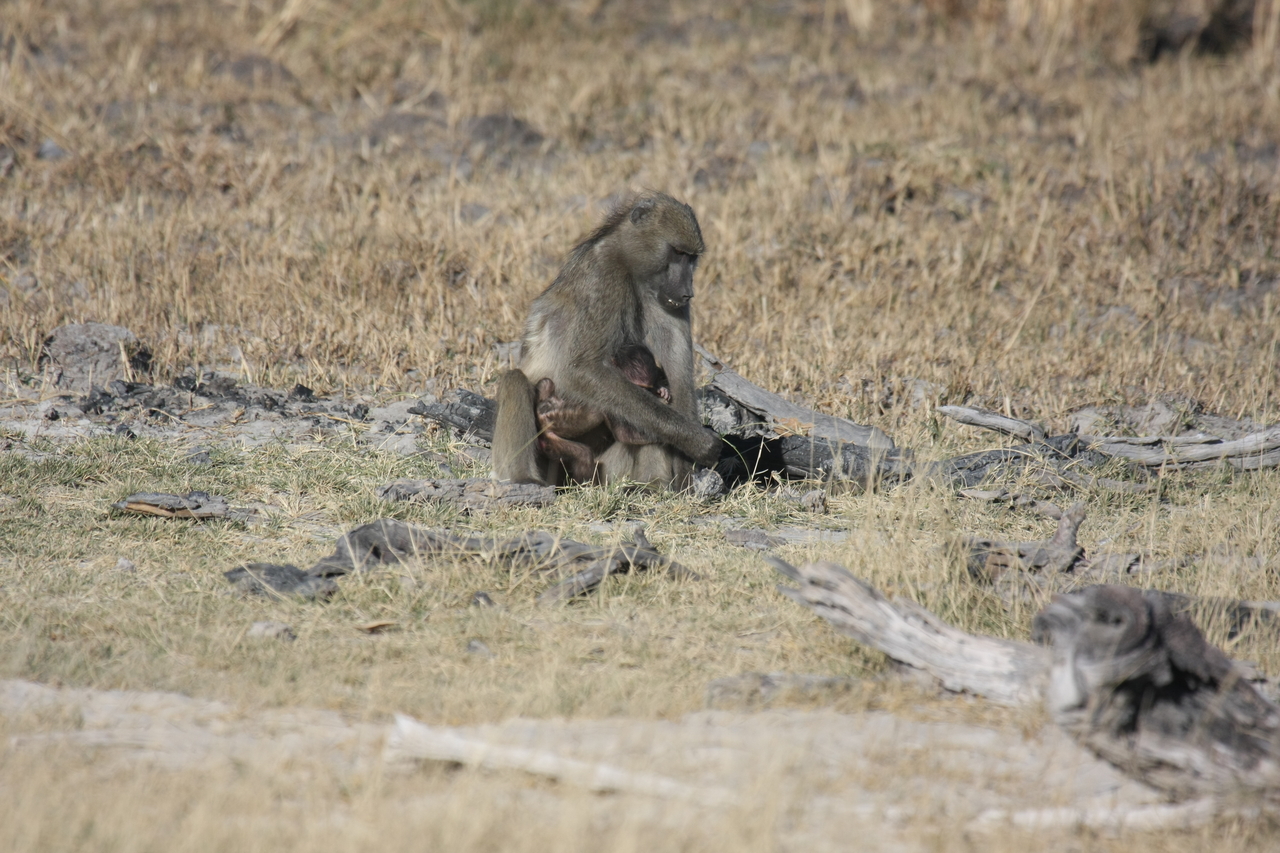 [18469] 2016_06_28_02_52_34_Africa_Canon_EOS_40D_IMG__10077.jpg