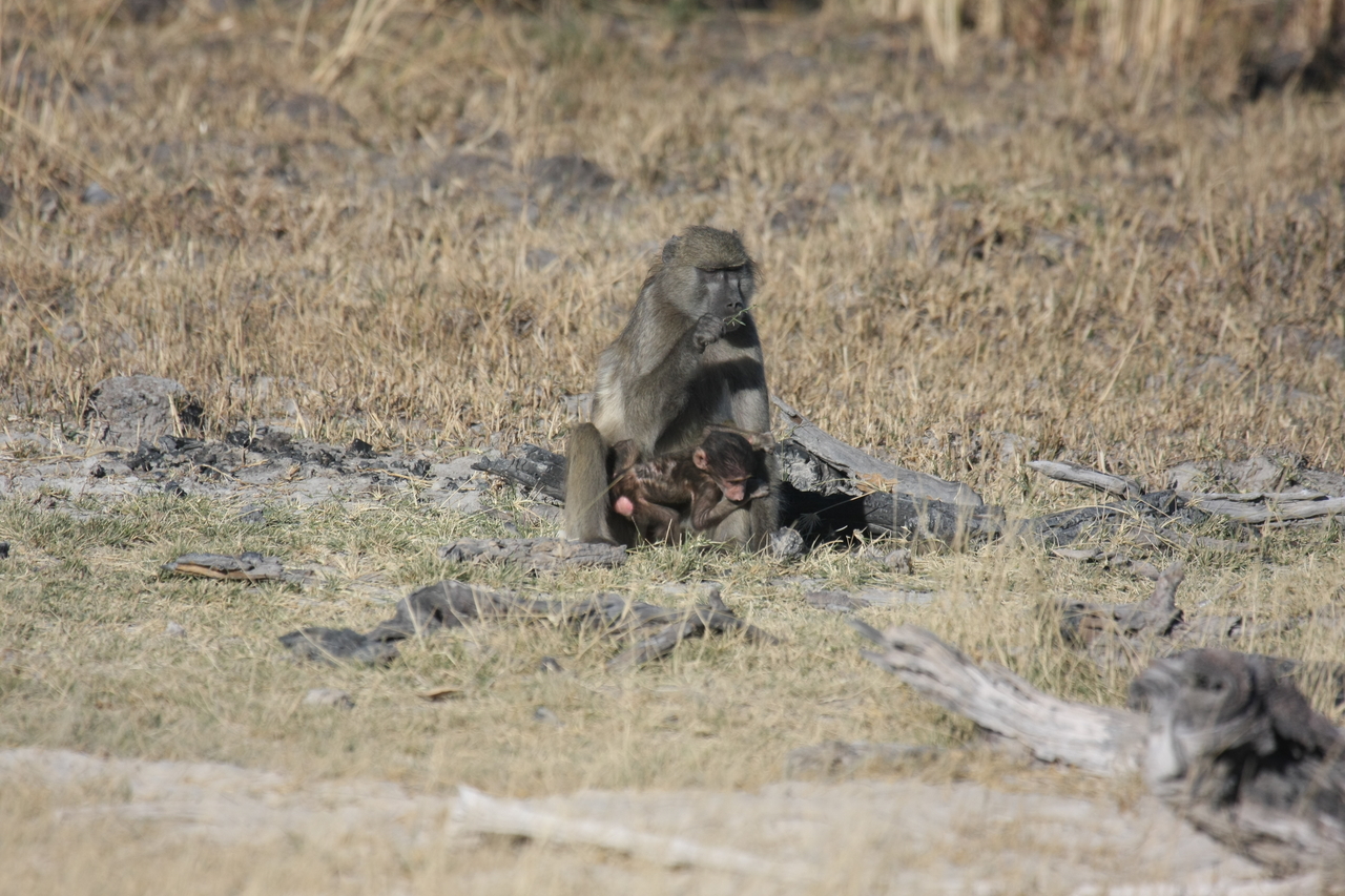 [18476] 2016_06_28_02_52_37_Africa_Canon_EOS_40D_IMG__02633.jpg