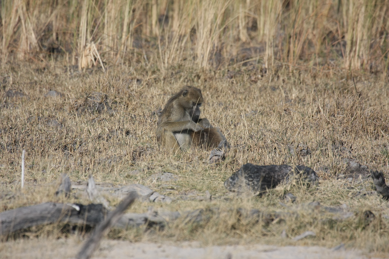 [18480] 2016_06_28_02_53_03_Africa_Canon_EOS_40D_IMG__00249.jpg