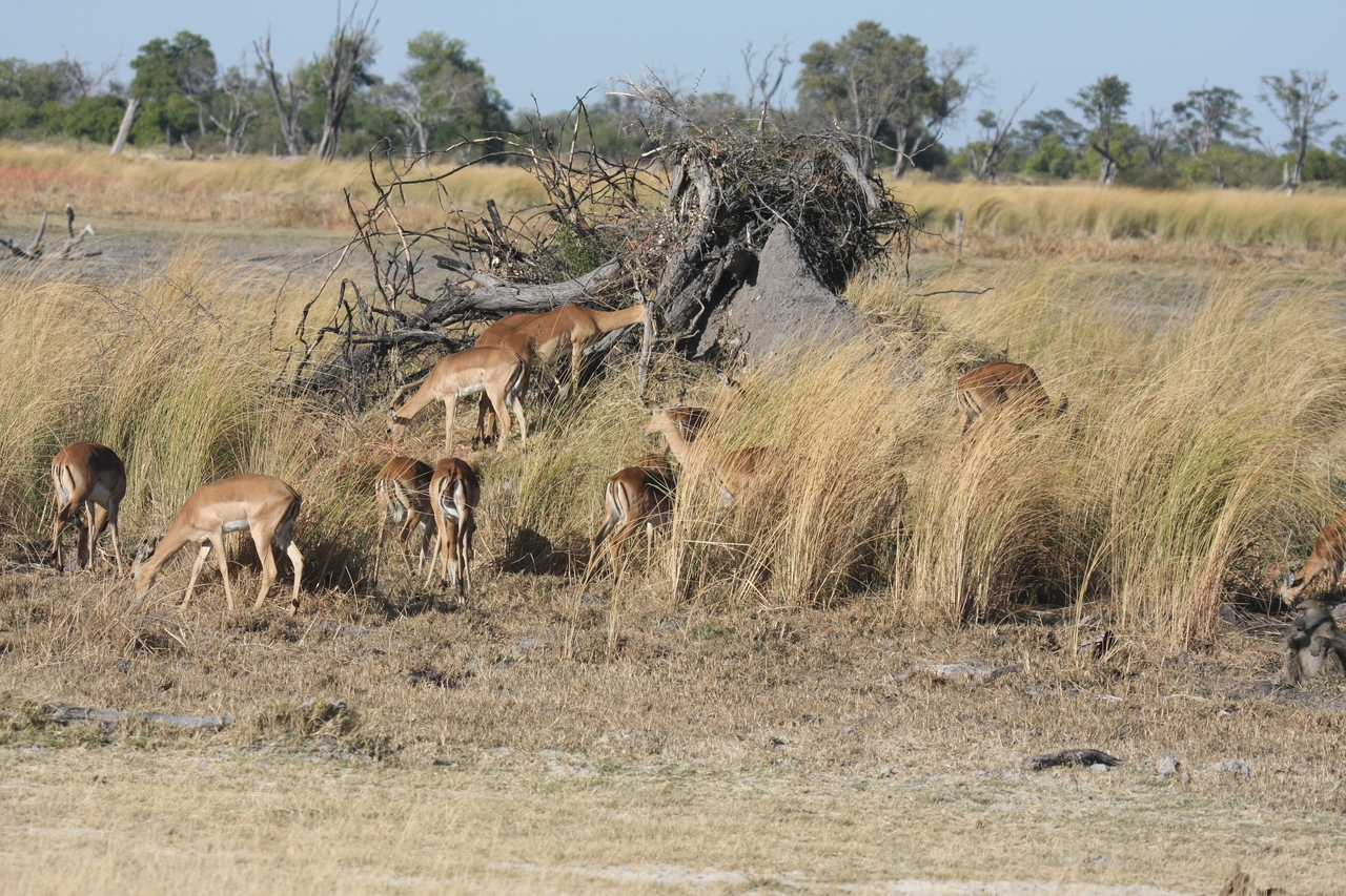 [18483] 2016_06_28_02_53_15_Africa_Canon_EOS_40D_IMG__00250.jpg