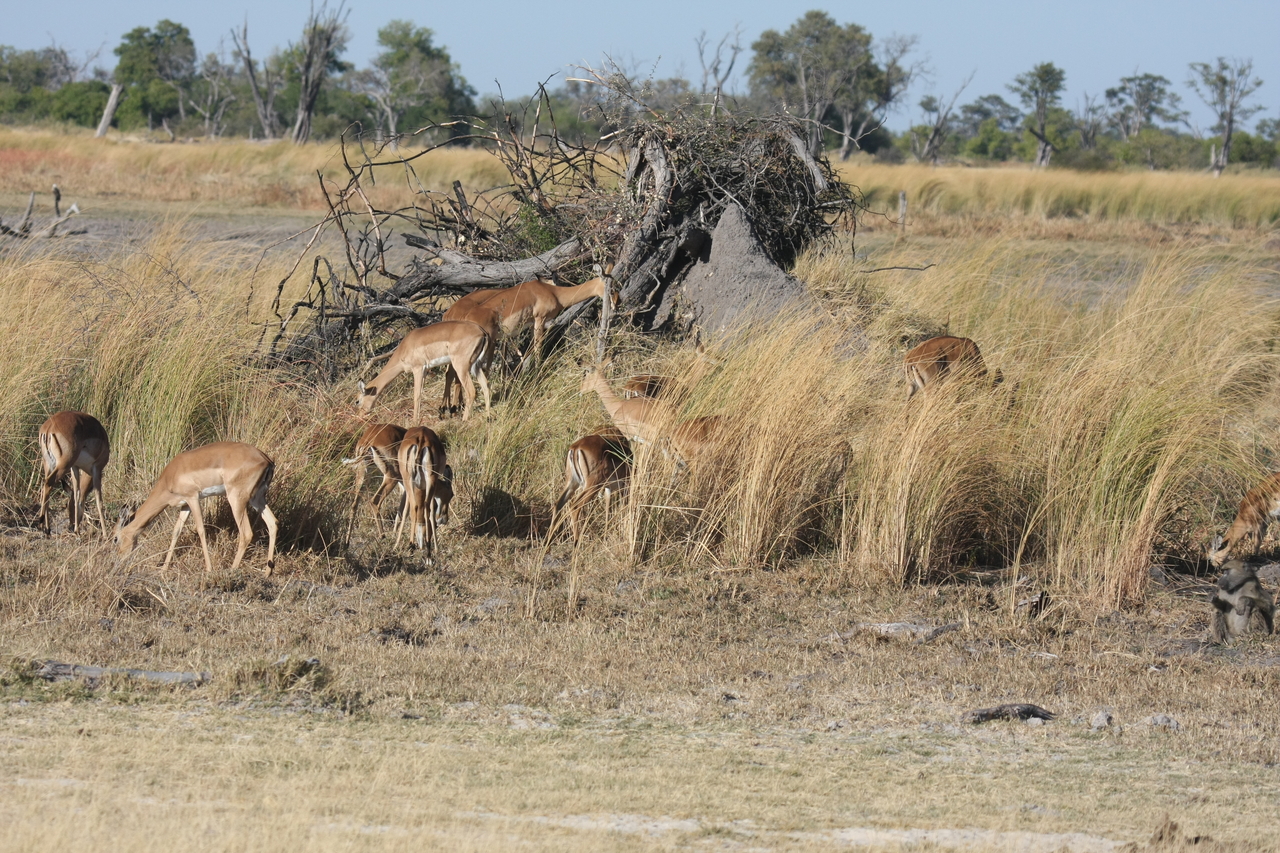 [18486] 2016_06_28_02_53_15_Africa_Canon_EOS_40D_IMG__02638.jpg