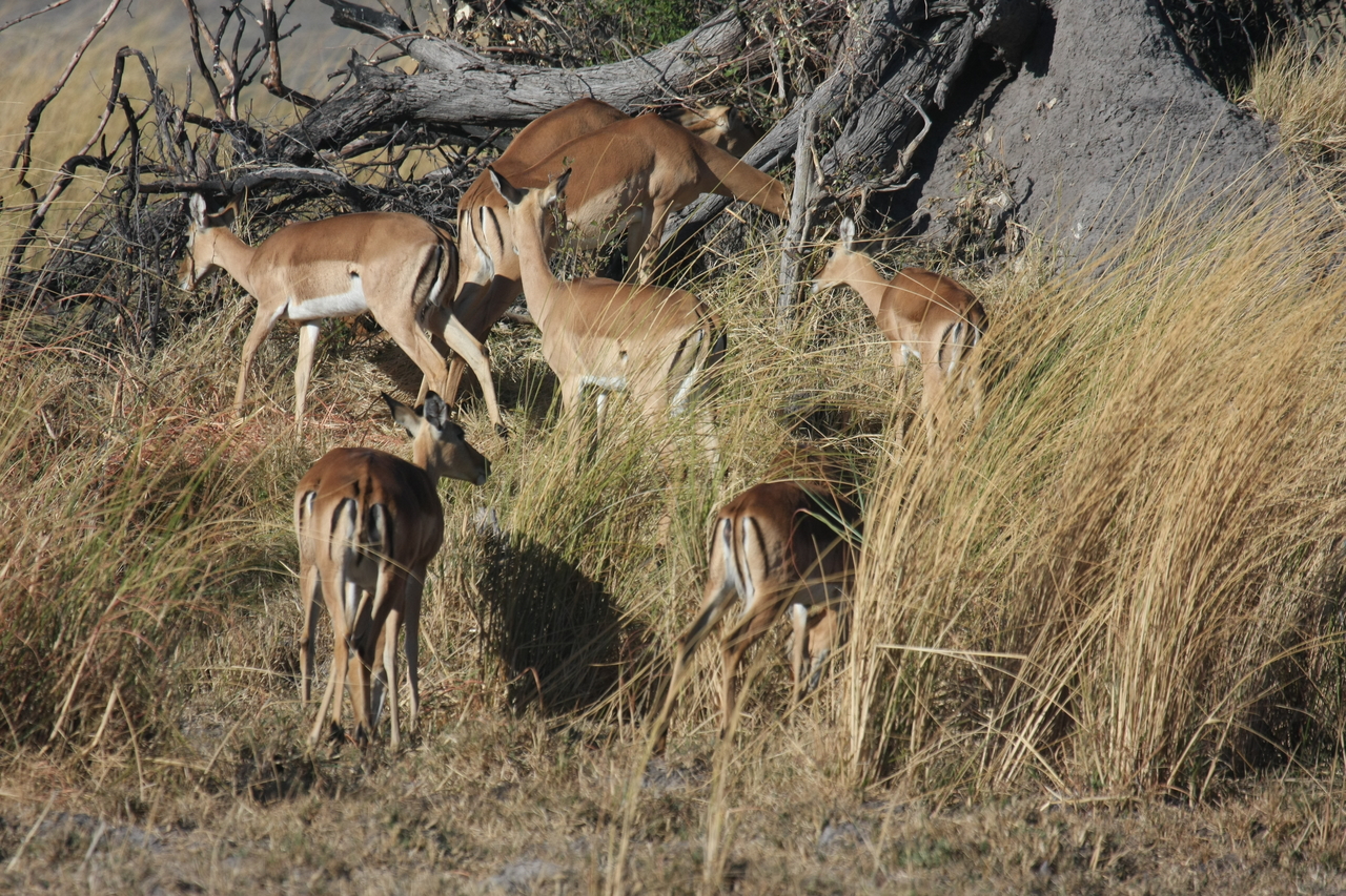 [18492] 2016_06_28_02_53_24_Africa_Canon_EOS_40D_IMG__02639.jpg