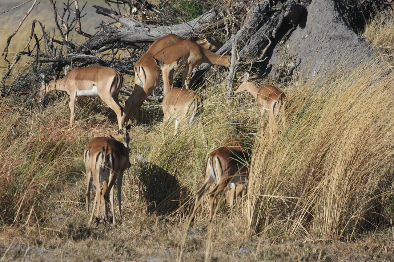 [18494] 2016_06_28_02_53_24_Africa_Canon_EOS_40D_IMG__02641.jpg