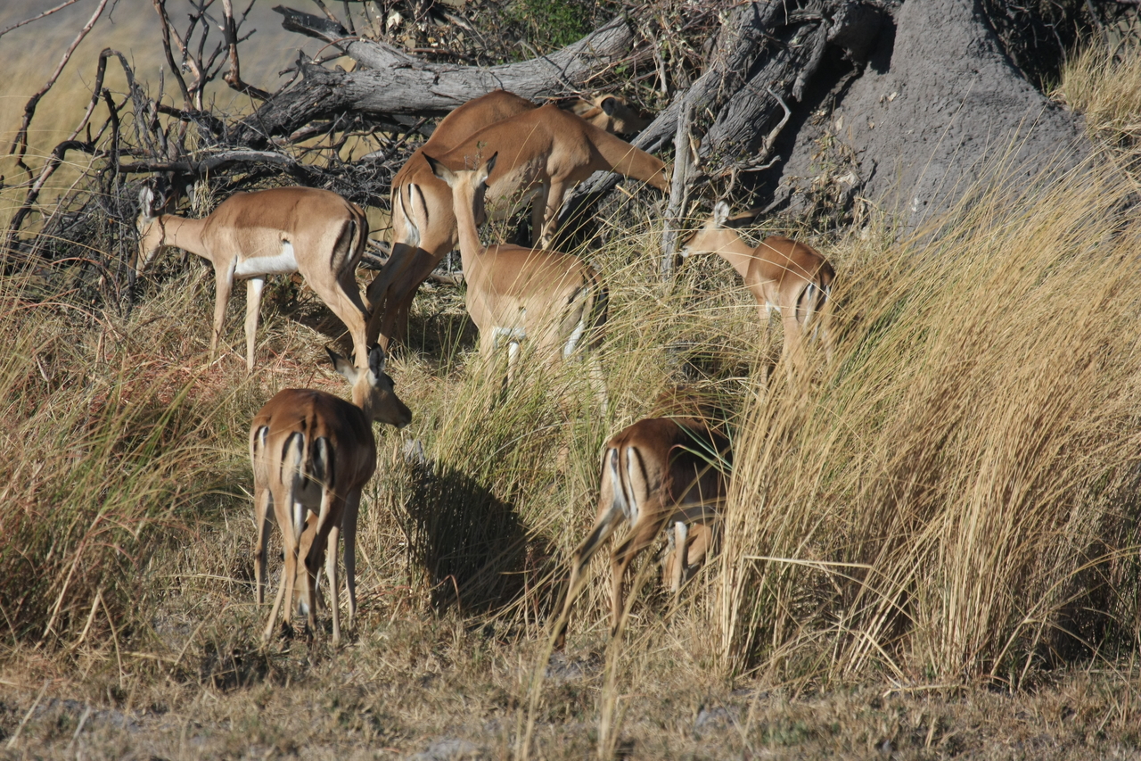 [18496] 2016_06_28_02_53_24_Africa_Canon_EOS_40D_IMG__10087.jpg