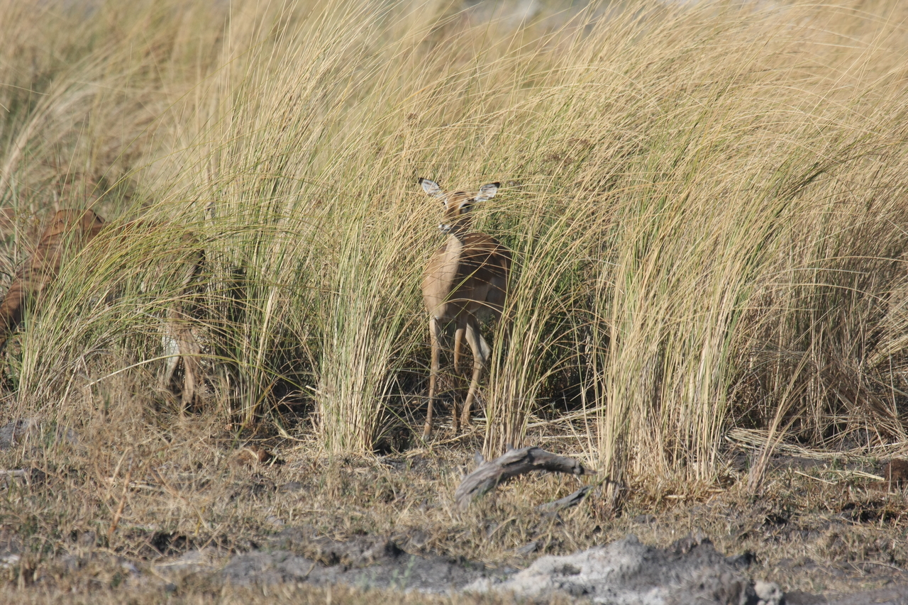 [18498] 2016_06_28_02_53_32_Africa_Canon_EOS_40D_IMG__00255.jpg