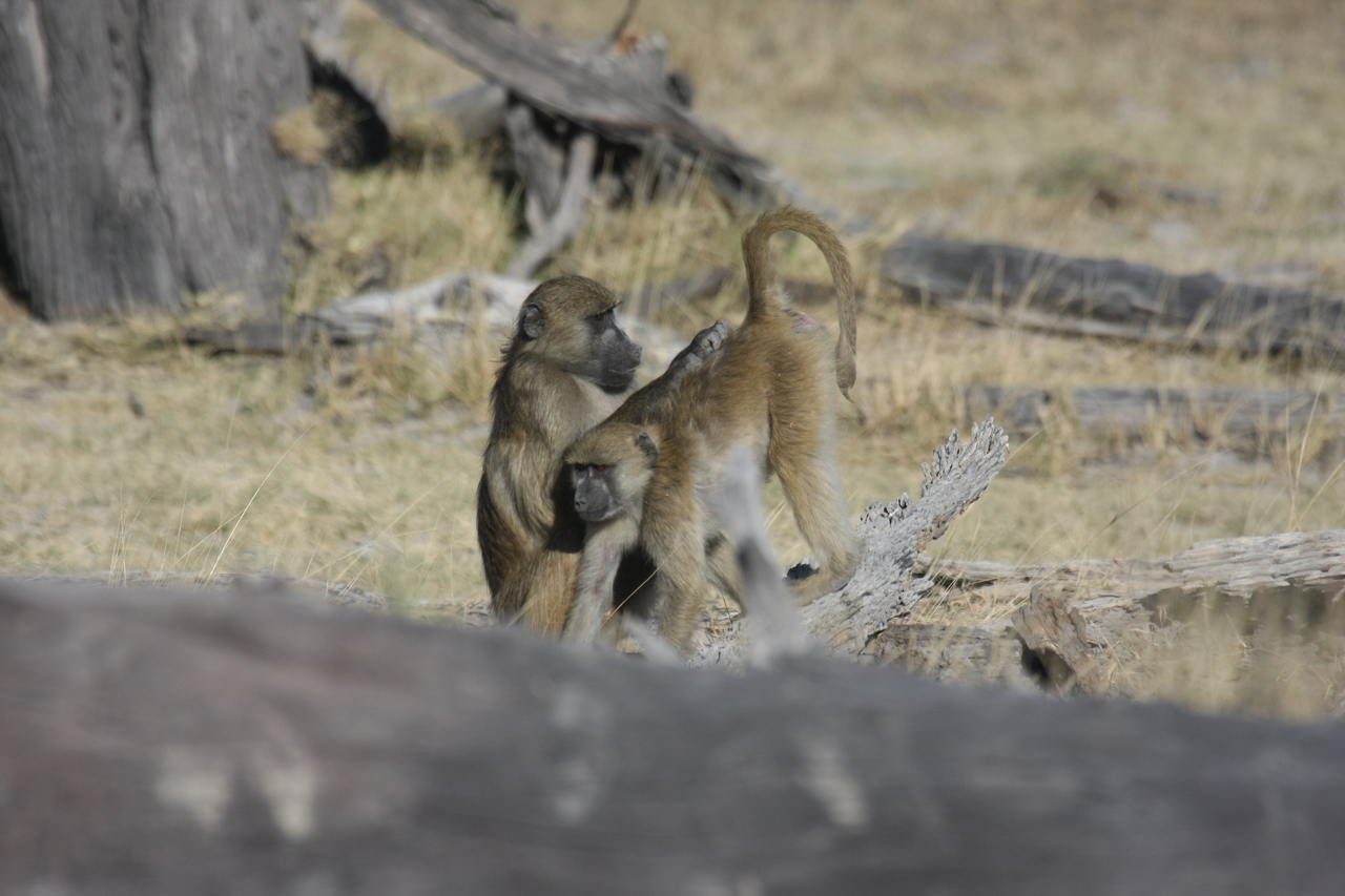 [18504] 2016_06_28_02_53_46_Africa_Canon_EOS_40D_IMG__00257.jpg