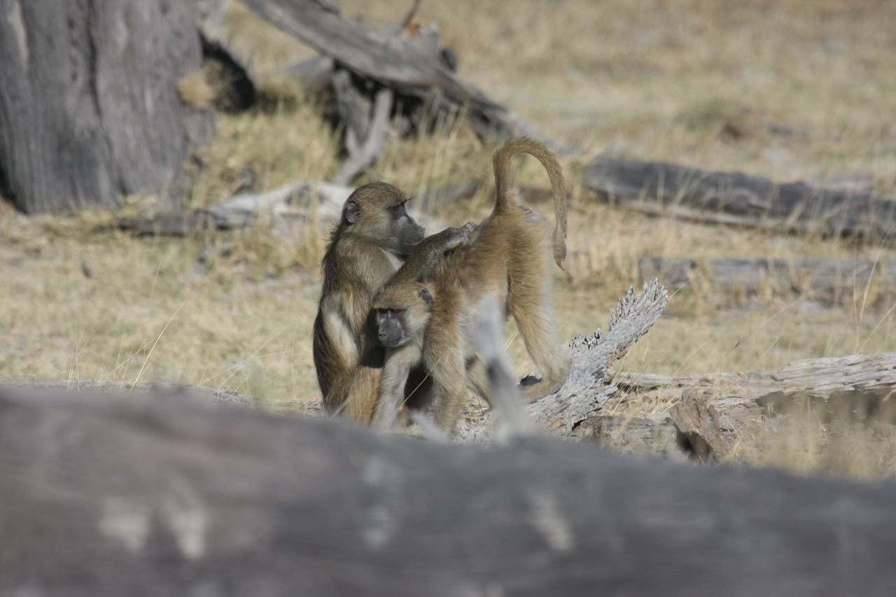 [18505] 2016_06_28_02_53_46_Africa_Canon_EOS_40D_IMG__00259.jpg