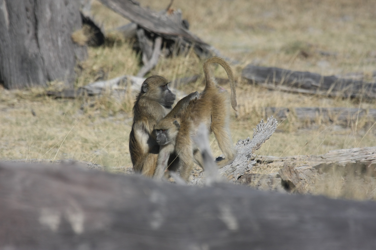 [18509] 2016_06_28_02_53_46_Africa_Canon_EOS_40D_IMG__02647.jpg