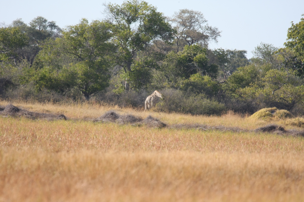 [18522] 2016_06_28_03_07_10_Africa_Canon_EOS_40D_IMG__00264.jpg