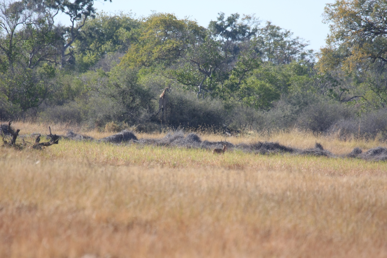 [18527] 2016_06_28_03_07_58_Africa_Canon_EOS_40D_IMG__10099.jpg