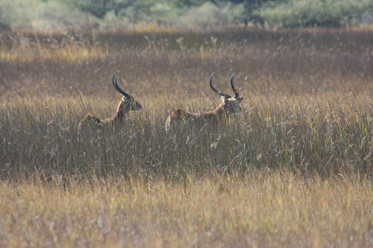 [18540] 2016_06_28_03_54_27_Africa_Canon_EOS_40D_IMG__00271.jpg