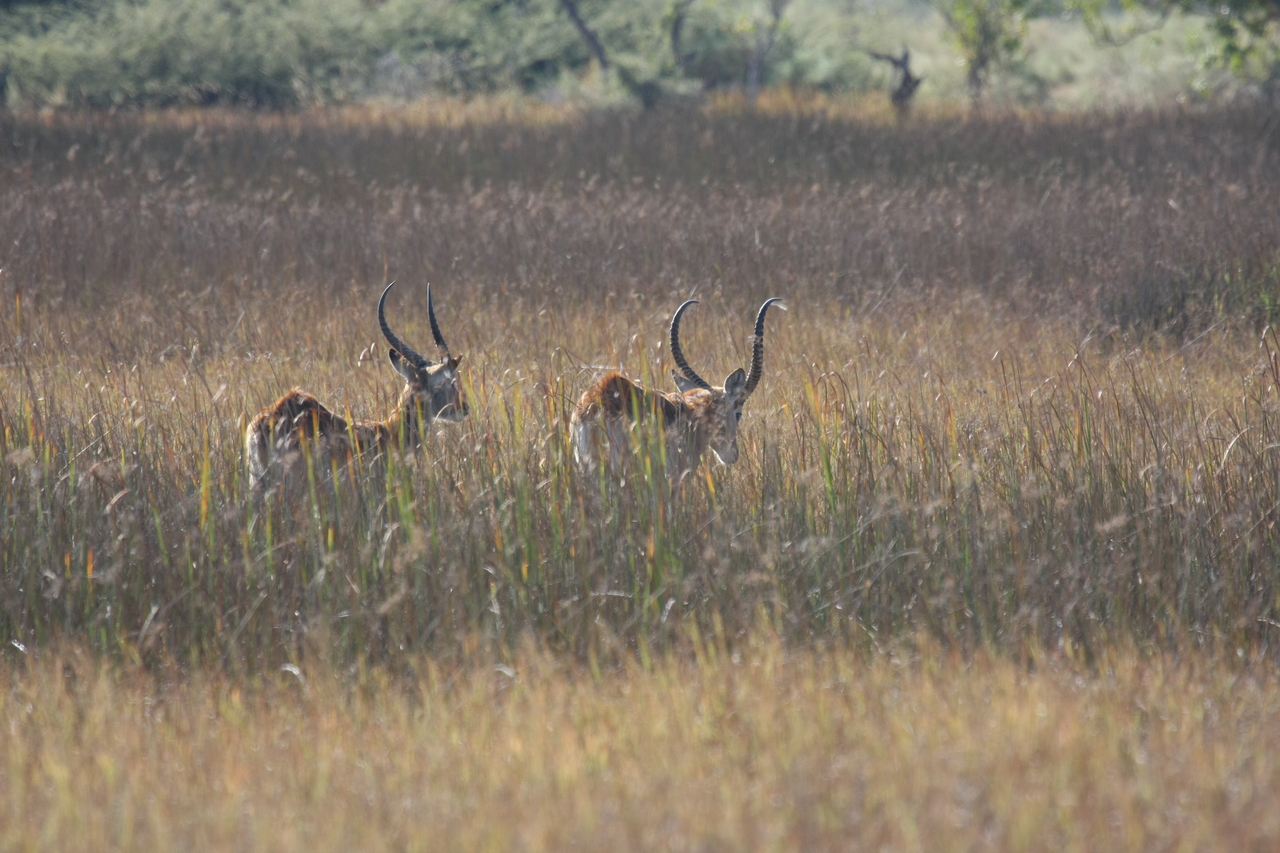 [18556] 2016_06_28_03_54_40_Africa_Canon_EOS_40D_IMG__02663.jpg