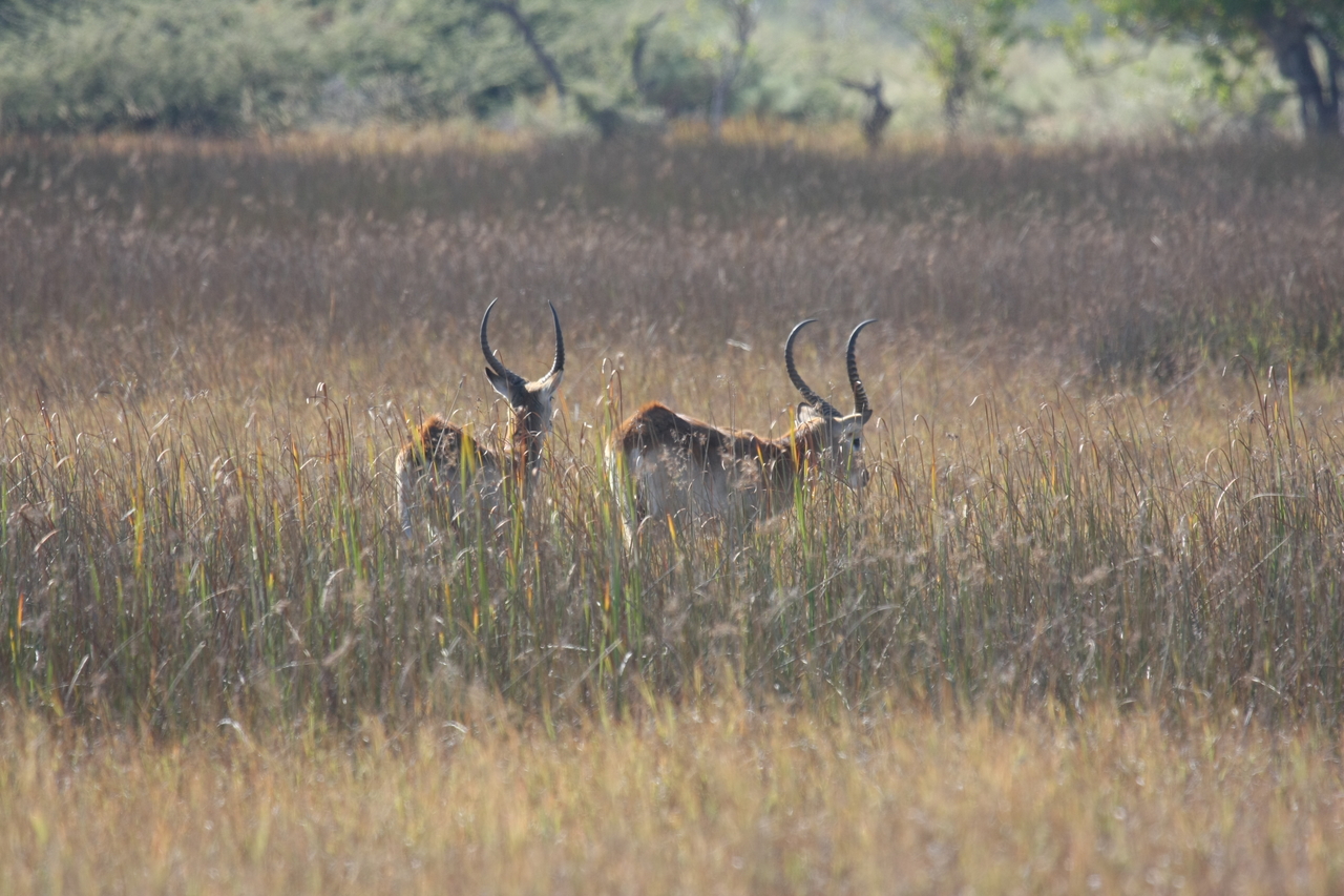 [18563] 2016_06_28_03_54_43_Africa_Canon_EOS_40D_IMG__02665.jpg