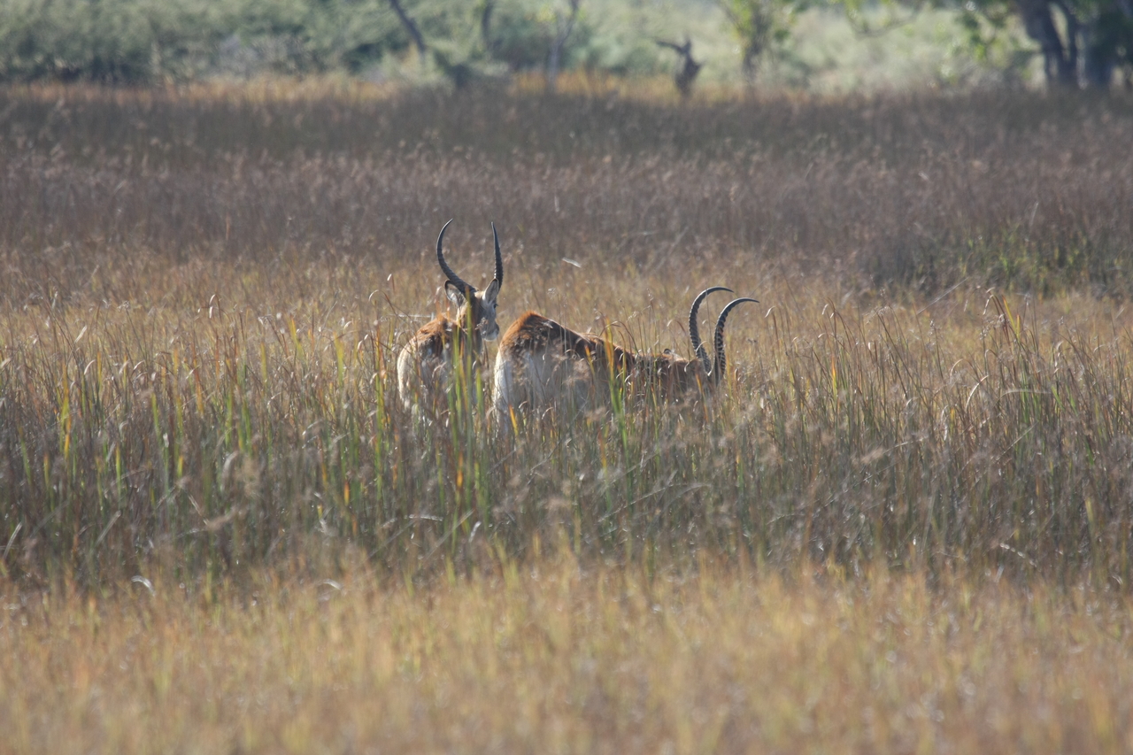 [18568] 2016_06_28_03_54_45_Africa_Canon_EOS_40D_IMG__02668.jpg