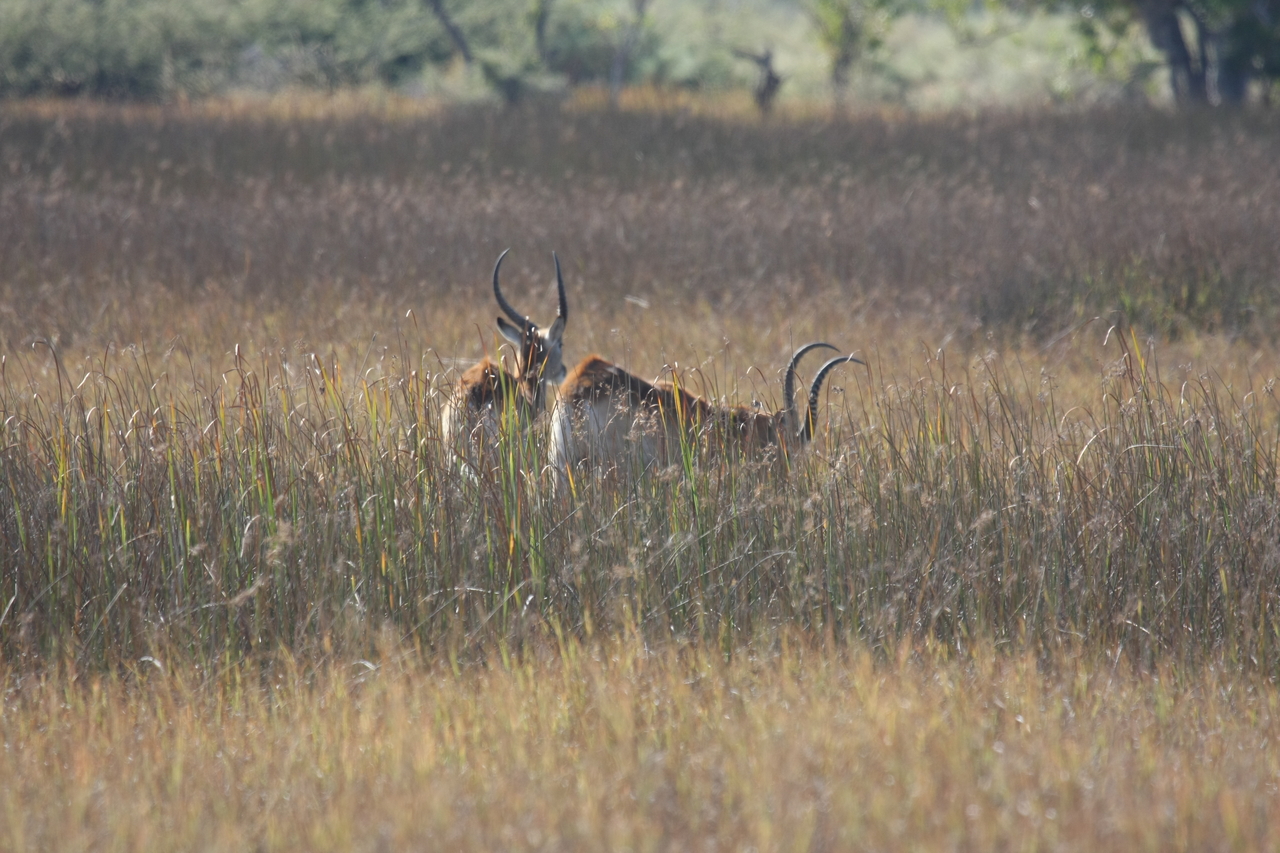 [18571] 2016_06_28_03_54_46_Africa_Canon_EOS_40D_IMG__02669.jpg