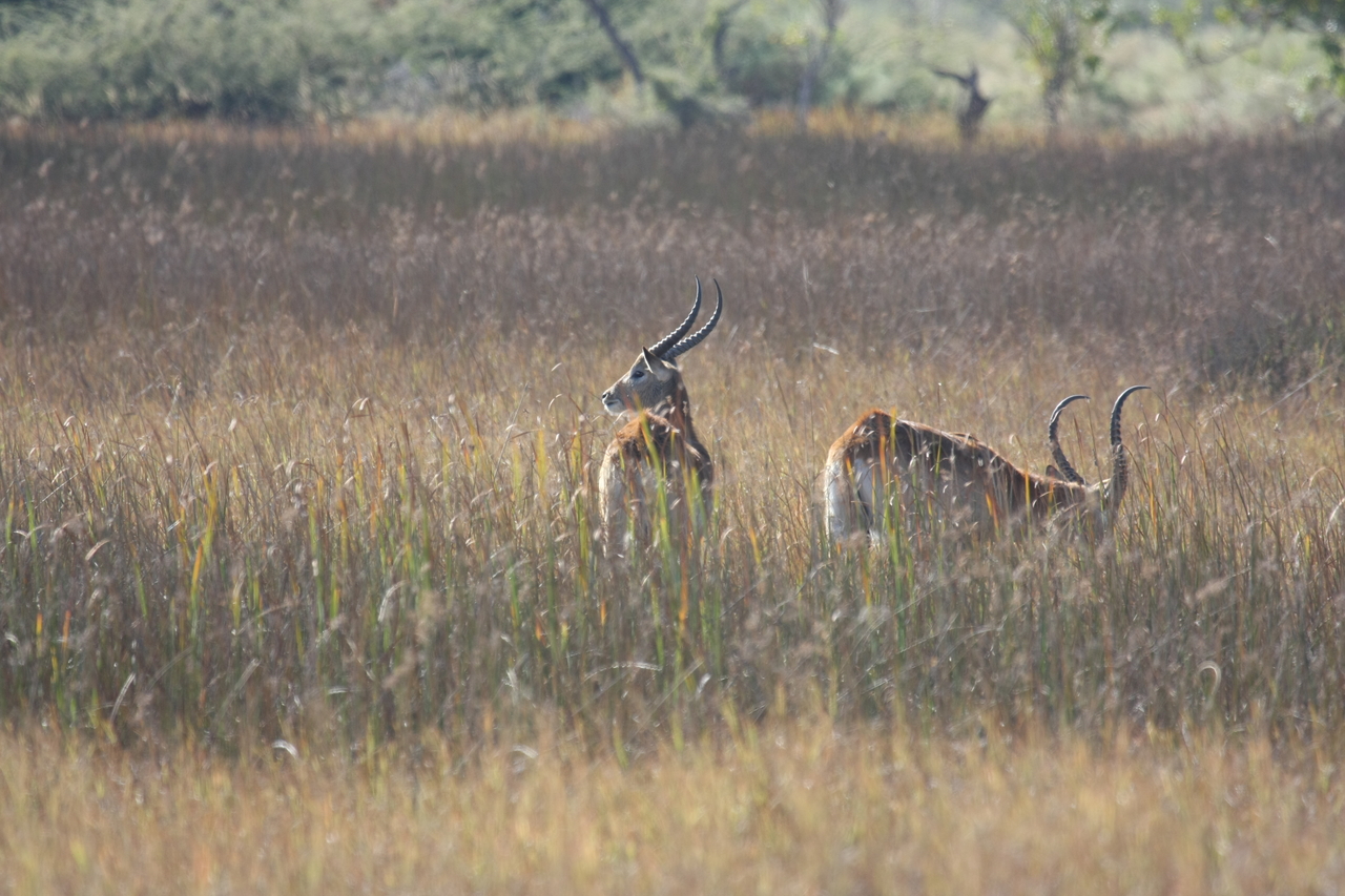[18575] 2016_06_28_03_54_54_Africa_Canon_EOS_40D_IMG__00285.jpg