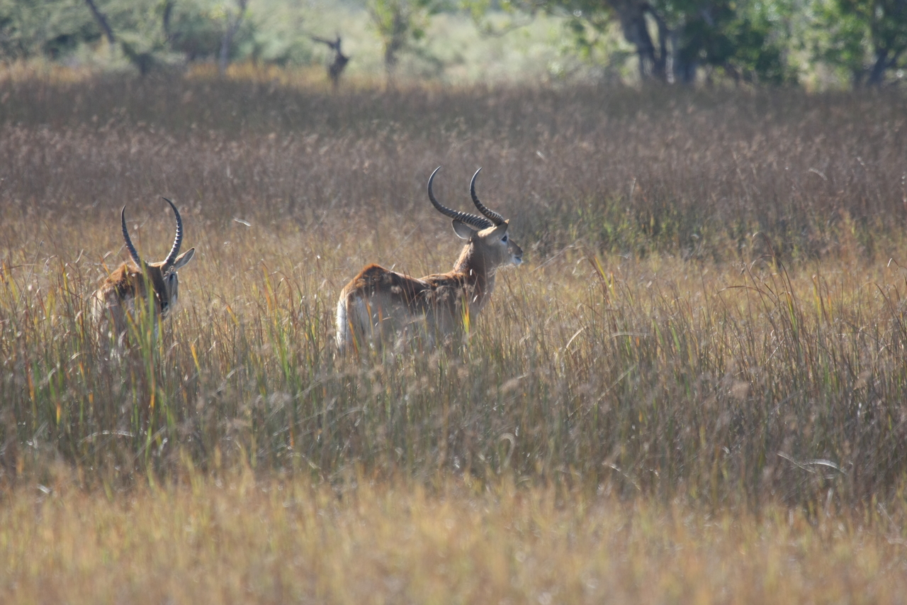 [18582] 2016_06_28_03_55_10_Africa_Canon_EOS_40D_IMG__00286.jpg